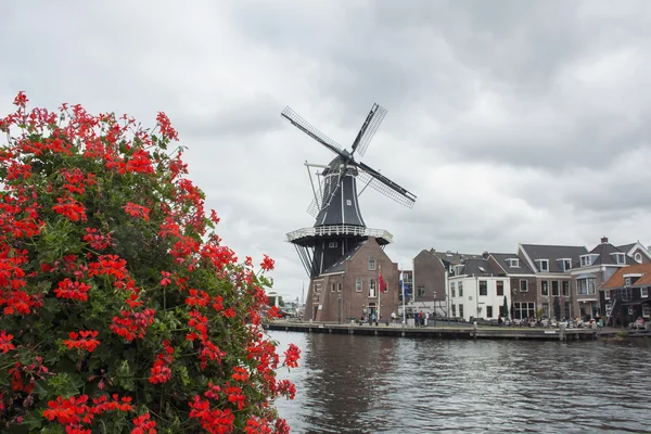 Red flowers near the old mill and several old dutch houses on the river