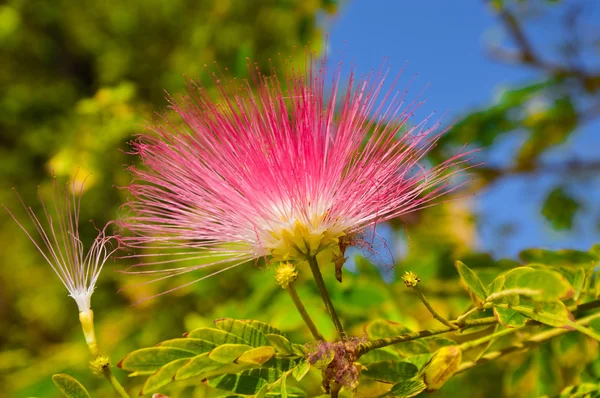 Exotic flowers in hotels