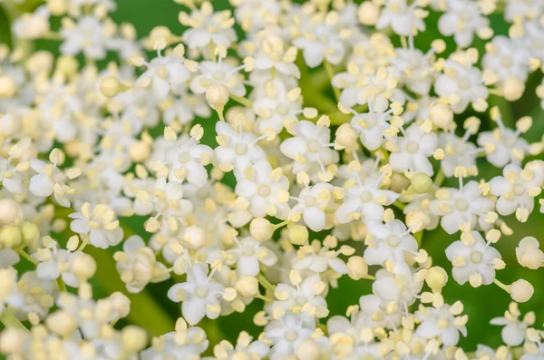 Bushy white flowers of elderberry tree, sambucus