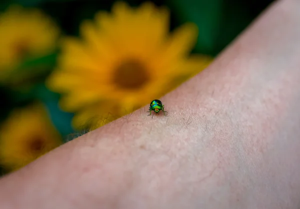 Beautiful green beetle