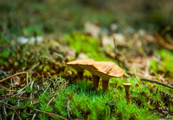 Yellow mushrooms in a pine forest on the moss