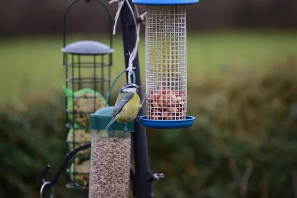Garden Birds on a bird feeder.