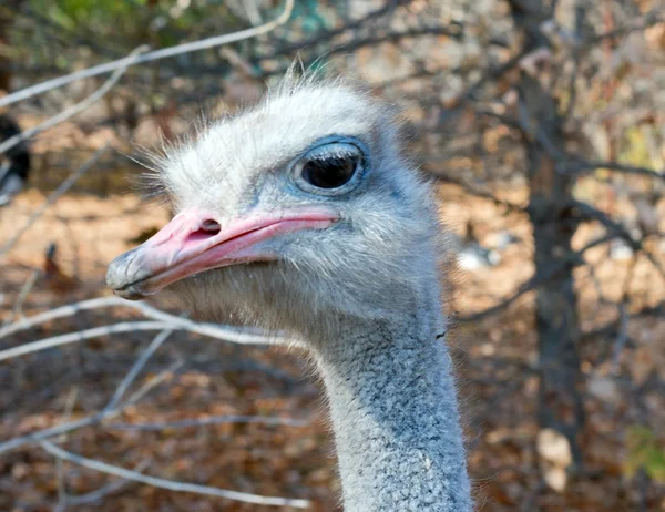 Ostrich female head