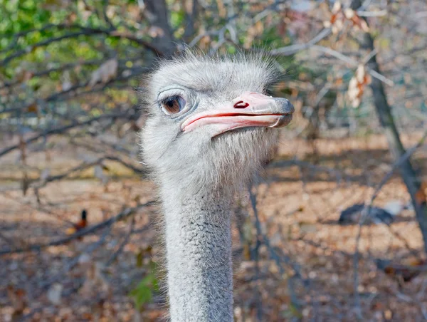 Ostrich female head