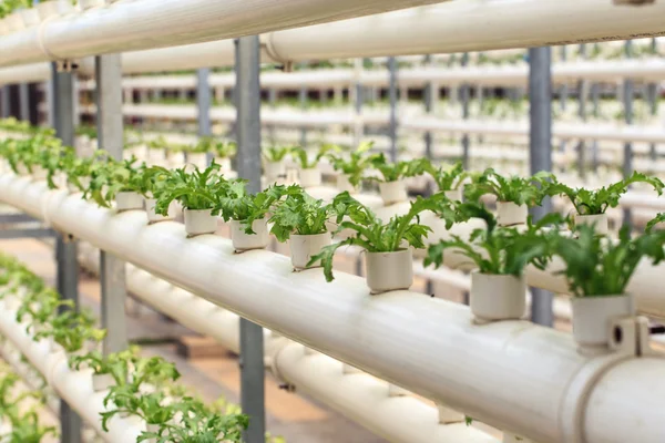 Greenhouse grow vegetables