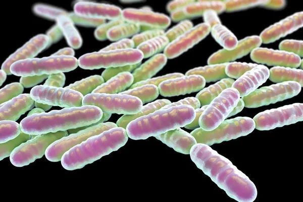 Probiotic bacteria Lactobacillus