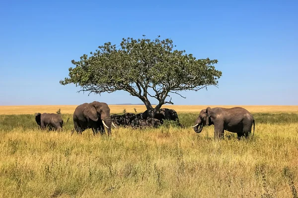 African elephants and a lone tree in the savannah