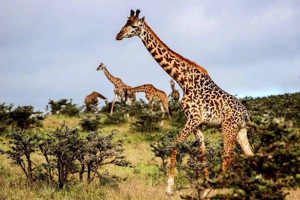 A herd of giraffes in the African savannah . Serengeti National