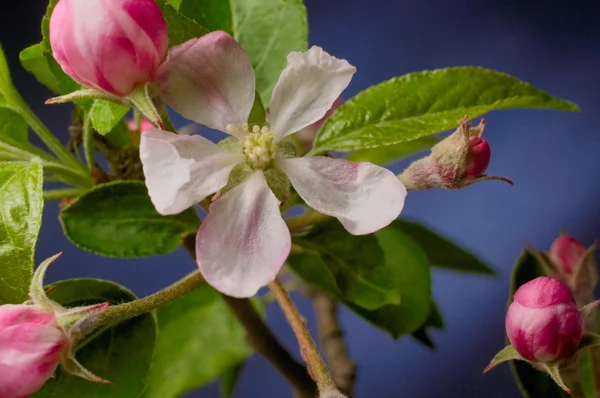 Spring apple blossom flower and pink buds green leaves