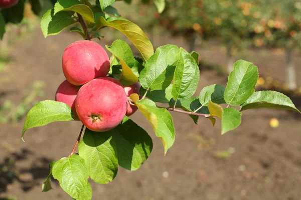 Red apples on apple tree branch with green leaves