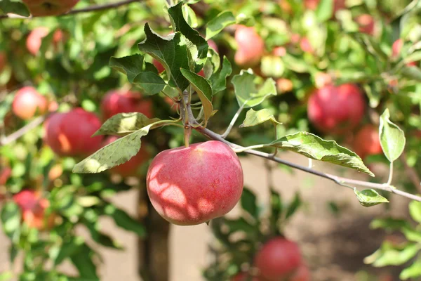 Red apples on apple tree branch with green leaves