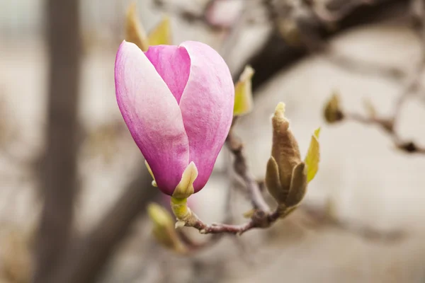 Pink magnolia flowers. Blooming magnolia tree in the spring