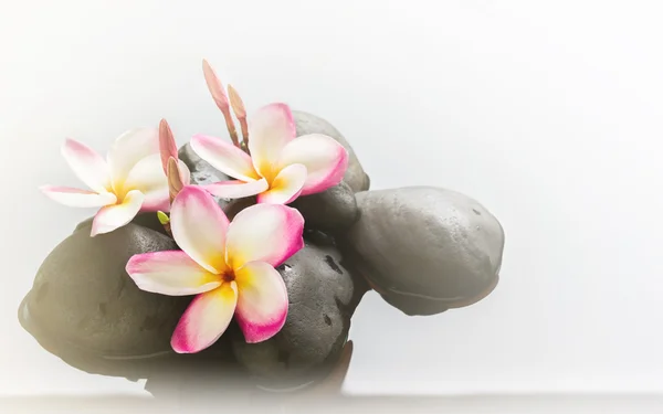 Plumeria or frangipani on water and pebble rock