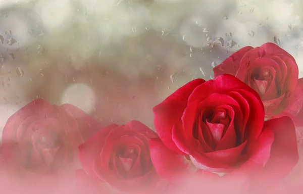 Romantic red roses on bokeh abstract valentine background