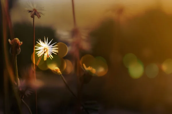 White grass flower in soft mood among sun set light and bokeh, twilight with nature, beautiful flower in twilight