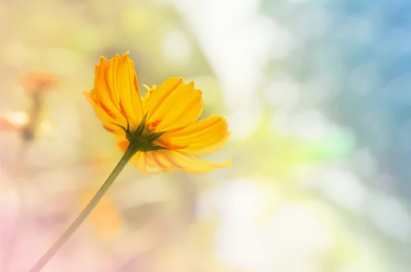 Selective focus at petal fresh yellow cosmos on soft blurred pas