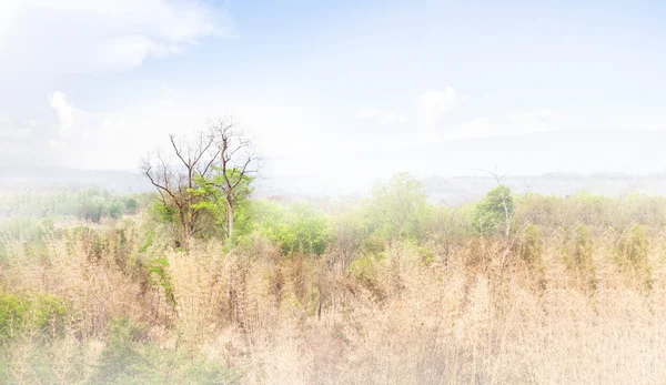 Fresh nature landscape forest ,mountain, sky ,clouds and dreamy