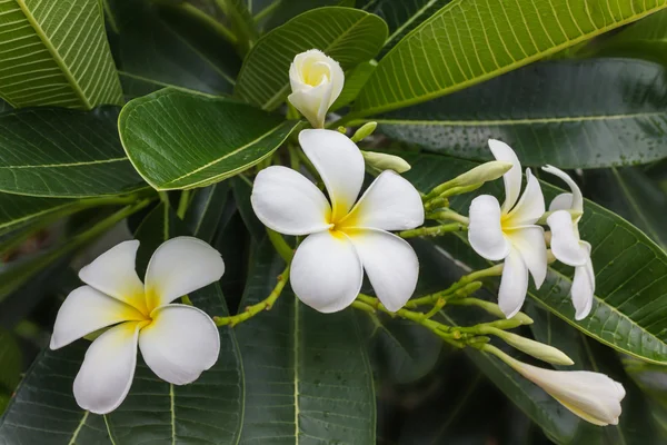 Beautiful sweet white and yellow flower plumeria bunch in home g