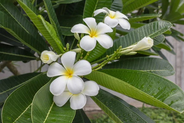 Beautiful sweet white and yellow flower plumeria bunch in home garden