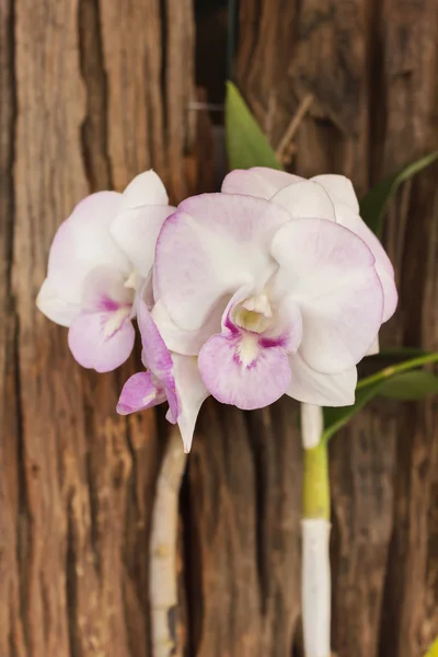 Violet and white orchid flowers bunch on wood background