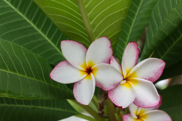 Beautiful sweet white and pink flower plumeria bunch in home garden