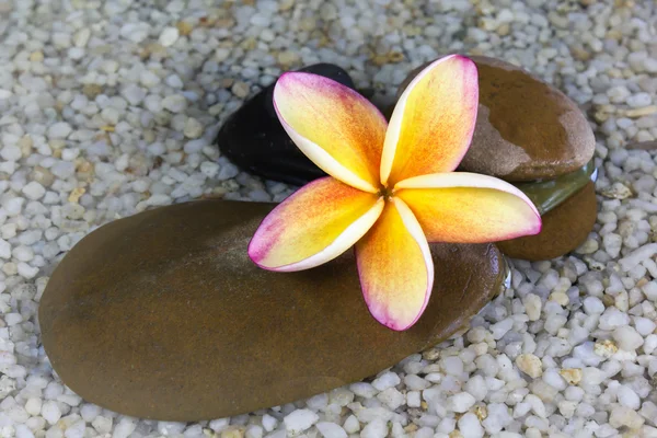 Touching nature with relaxing and peaceful with orange yellow and pink flower plumeria