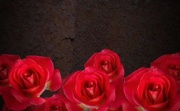 Sweet fresh red roses bouquet on dark rusty steel texture still-