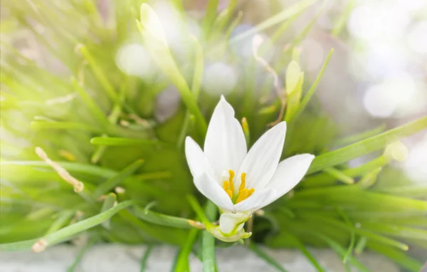 White flowers Zephyranthes Lily or Rain Lily with romantic soft bokeh