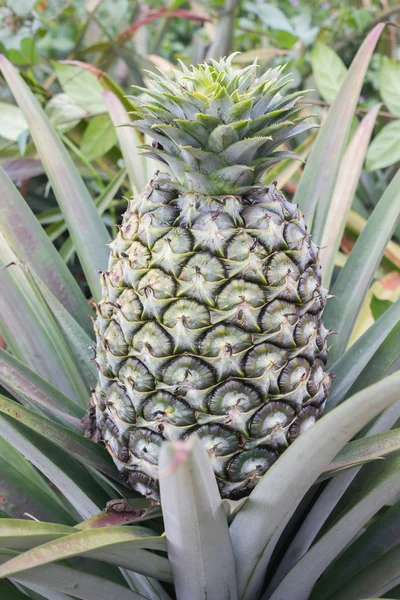 Closeup big fresh pineapple tree, single green pineapple fruit i