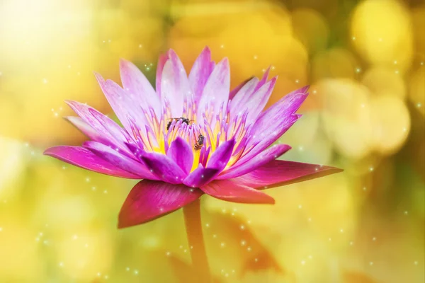 Focused at pollen violet purple and pink lotus flower in golden