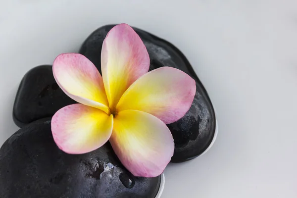 Pink yellow flower plumeria or frangipani on pebble rock and wat