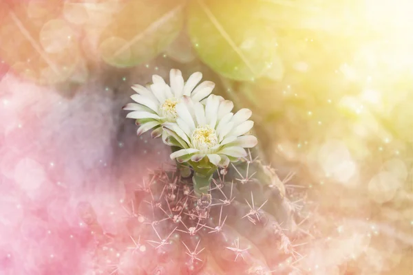 Cactus flowers in soft pink orange dreamy bokeh nature background