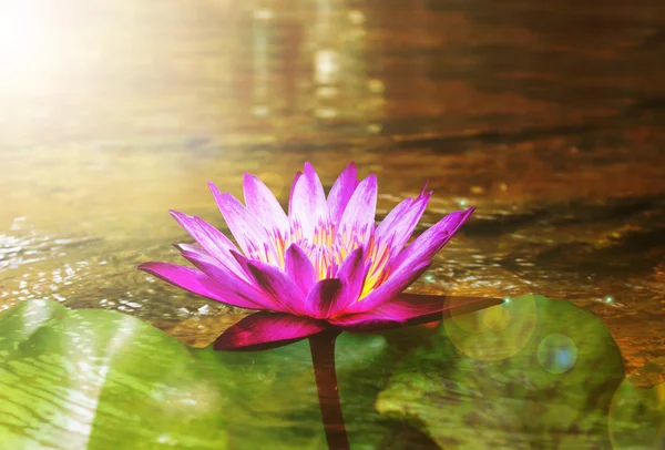 Purple lotus flower on crystalline stream in golden sunlight