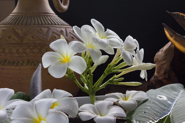 White flower plumeria with vintage and boutique style background