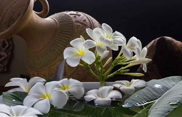 White flower plumeria with vintage and boutique look for spa decoration