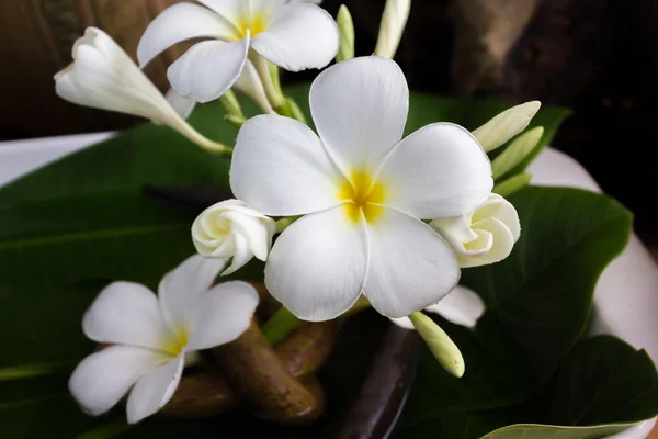 White flower plumeria with vintage and boutique look for spa decoration