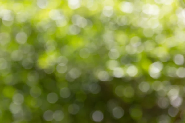 Abstract de-focused or blurred tree bush bokeh for nature green background
