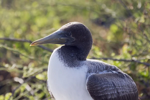 Close-up profile of the head of a nazca booby.