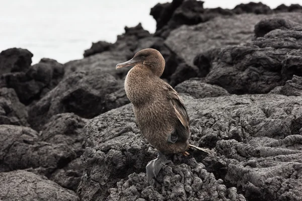 Flightless cormorant sitting on one leg.