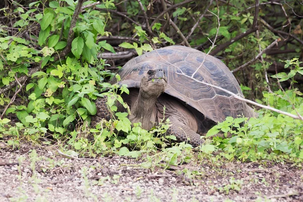 Galapagos tortoise coming out of the bushes.