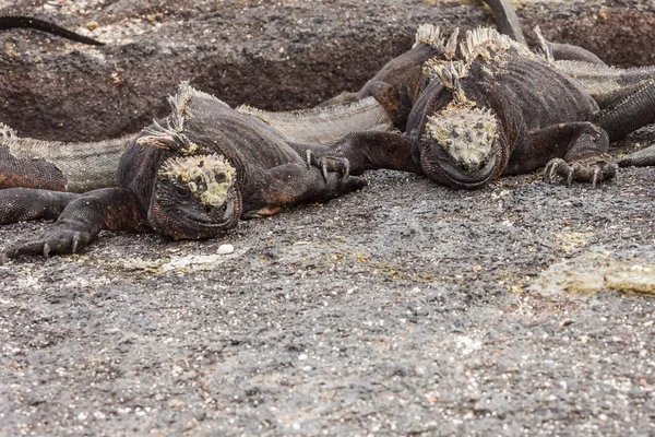 Pair of marine iguanas looking at the same void.