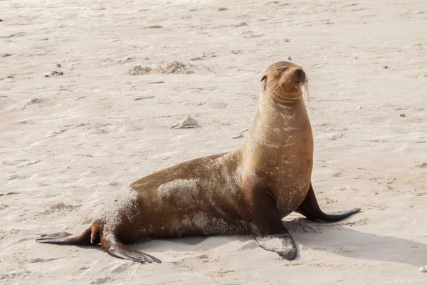 Sea lion sitting on the beach with closed eyes.