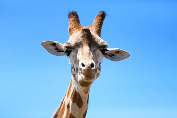 Portrait of a curious giraffe (Giraffa camelopardalis).  Australia.