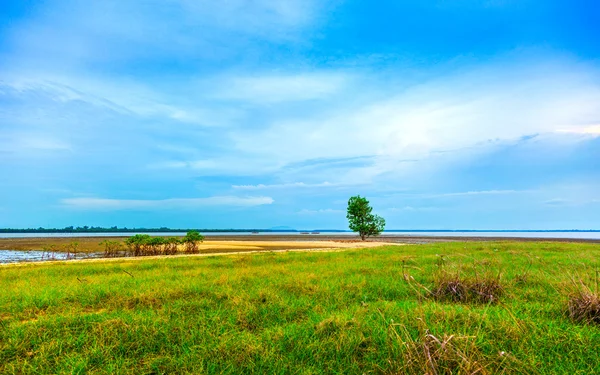 Green grassland and single tree at the shore with bright blue sk