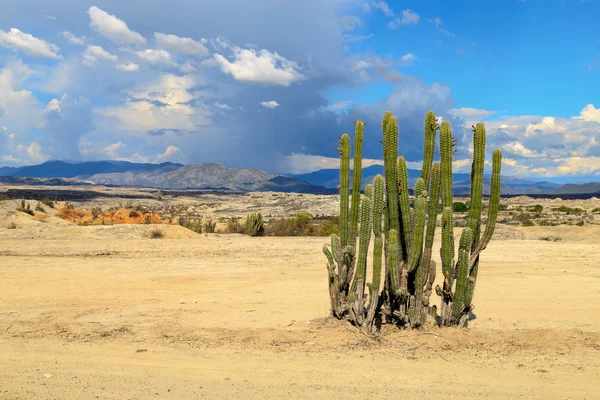 Desert, sunset in desert, tatacoa desert, columbia, latin america, clouds and sand, red sand in desert, cactus in the desert, cactus