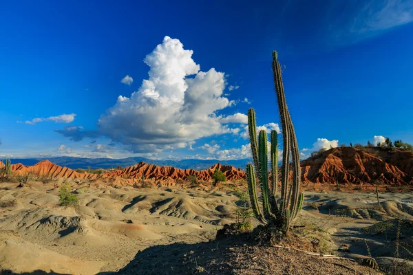 Desert, sunset in desert, tatacoa desert, columbia, latin america, clouds and sand, red sand in desert, cactus in the desert, cactus