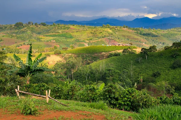 Colombian landscapes. green mountains in colombia, latin america, palms and coffee treesin colombia