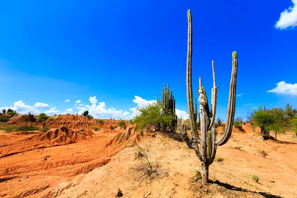 Desert, cactus in desert, tatacoa desert, columbia, latin america, clouds and sand, red sand in desert, cactus
