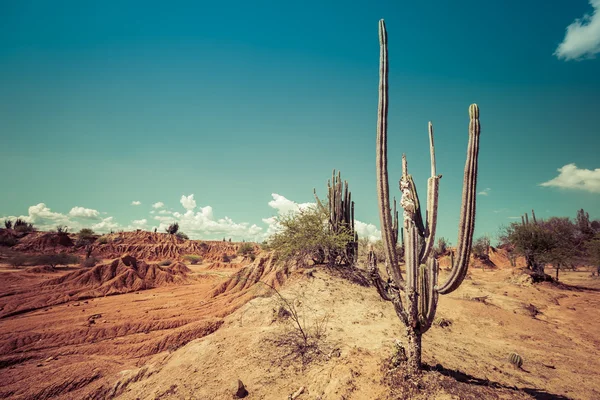 Desert, cactus in desert, tatacoa desert, columbia, latin america, clouds and sand, red sand in desert, cactus