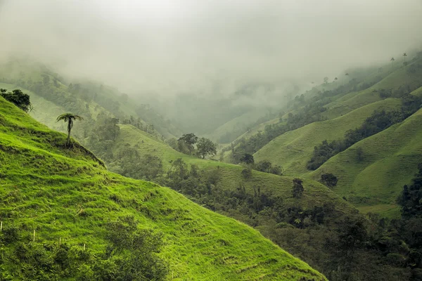 Jungle in colombian green mountains, colombia, latin america